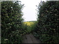 Footpath Through the Hedge