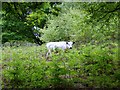 British White Cattle, Stedham Common