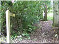 Footpath, Stedham Common