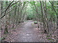 Sussex Border Path in Northland Wood