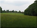 View of Mount Noddy near to Danehill