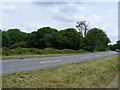 Woodland next to A414 near Sandon