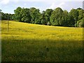 Field of Buttercups