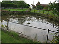 Lilies on pond at North Northlands Farm