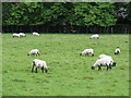 Some sheep at Bethersden