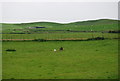 Sheep grazing, St Bees