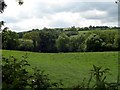 Woodland near Cilfod.