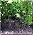 Muddy track to Allt Llwyn-Cadfer