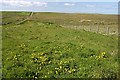 Track to the Machair