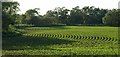 Maize, Melksham