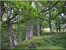 NN2579 : Trees by the Allt Leachdach by Callum Black