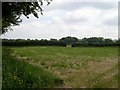 Field near Llwyncelyn