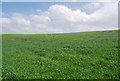 Wheat field near Kells