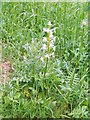 Lesser Butterfly-orchid (Platanthera bifolia)