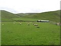 Sheep pasture, Whelphill