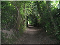 Tree-lined path in residential area