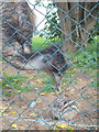 Baby emu feeling a little hen-pecked!