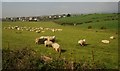 Sheep grazing near Whitriggs Farm