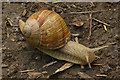 Roman Snail (Helix pomatia)