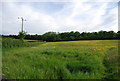 A meadow, south of Hildenborough Rd