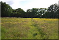 A species diverse meadow south of Hildenborough Rd