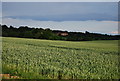 Dene Court in the distance across a wheat field