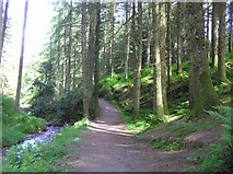 H4881 : Path, Gortin Glen Forest Park by Kenneth  Allen