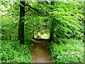 Path into Coverham Inclosure