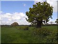 Hedgerow near East Sockburn Farm