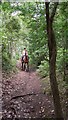 Horse and rider on Tankersford Common