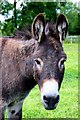 Donkey at Island Farm Donkey Sanctuary