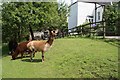 Broome Farm alpacas