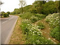 Winterbourne Steepleton: the South Winterborne and the B3159