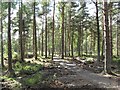 NS9687 : New path, Devilla Forest by Richard Webb
