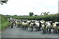 SO7627 : Sheep in the road by Richard Croft