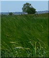 Farmland north of Salter