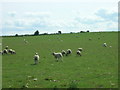 Farmland, Muston Cottage Farm