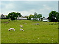 Self-shearing sheep west of Swish Lane