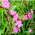SO3445 : Red Campion, Silene dioica by Jonathan Billinger