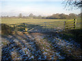 Sheep field at Sheltwood Farm