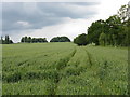 Footpath Through A Field, Much Cowarne