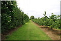 Footpath along the edge of an orchard