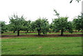 Orchards south of Postern Lane