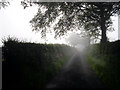 Morning fog on country road