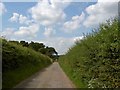 Tiln Lane hedgerows