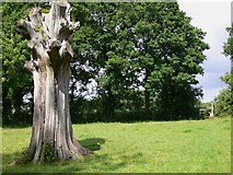 SU8426 : Sturdy old tree trunk near Milland by Shazz