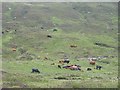 NN2873 : Cattle, Lairig Leacach by Richard Webb
