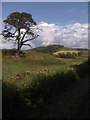 Countryside near Terregles