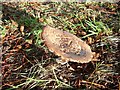 Fungi, near Moredon