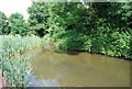 Roadside pond, Maidstone Rd, Hadlow